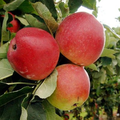 Which Type Of Apple Trees Are Best For UK Weather?