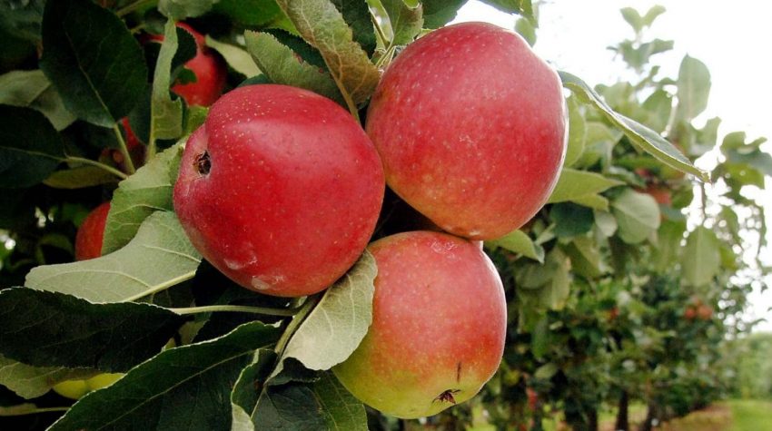 Which Type Of Apple Trees Are Best For UK Weather?