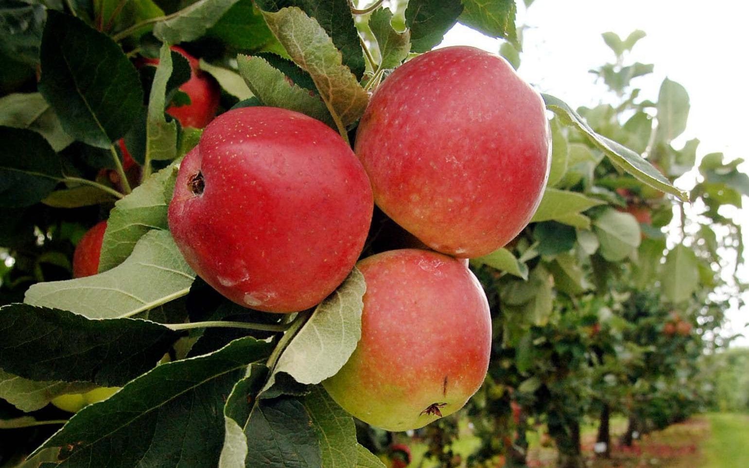 Which Type Of Apple Trees Are Best For UK Weather?